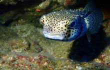 Zdjęcia z wyprawy na Socorro