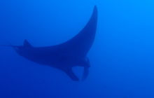 Zdjęcia z wyprawy na Socorro