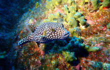 Zdjęcia z wyprawy na Socorro