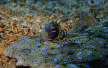 Zdjęcia z wyprawy na Socorro