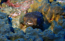 Zdjęcia z wyprawy na Socorro