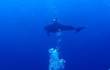 Zdjęcia z wyprawy na Socorro