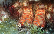 Zdjęcia z wyprawy na Socorro