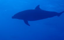 Zdjęcia z wyprawy na Socorro