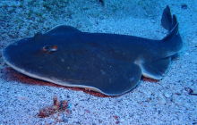 Zdjęcia z wyprawy na Socorro