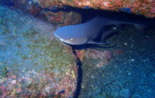 Zdjęcia z wyprawy na Socorro