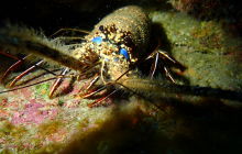 Zdjęcia z wyprawy na Socorro