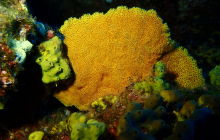 Zdjęcia z wyprawy na Socorro