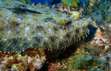 Zdjęcia z wyprawy na Socorro