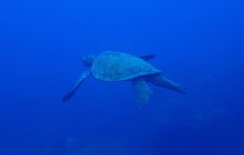 Zdjęcia z wyprawy na Socorro