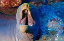 Zdjęcia z wyprawy na Socorro