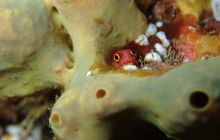 Zdjęcia z wyprawy na Socorro