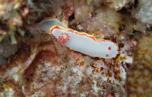 Zdjęcia z wyprawy na Socorro