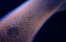 Zdjęcia z wyprawy na Socorro