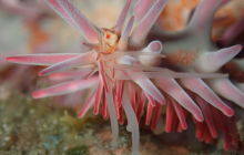 Zdjęcia z wyprawy na Socorro