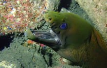 Zdjęcia z wyprawy na Socorro