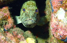 Zdjęcia z wyprawy na Socorro