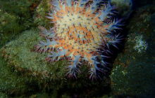 Zdjęcia z wyprawy na Socorro