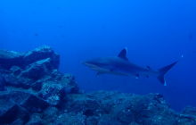 Zdjęcia z wyprawy na Socorro