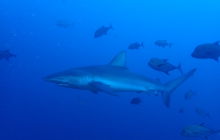 Zdjęcia z wyprawy na Socorro