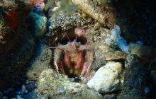 Zdjęcia z wyprawy na Socorro