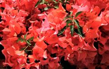 Zdjęcia z wyprawy na Socorro