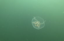 Wyjazd na Heweliusza i Bornholm