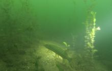 Wyjazd nurkowy na Honoratkę