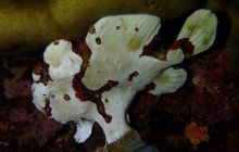 Zdjęcia z wyprawy na Komodo i Bali