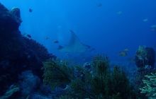 Zdjęcia z wyprawy na Komodo i Bali