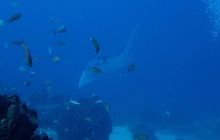 Zdjęcia z wyprawy na Komodo i Bali