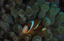 Zdjęcia z wyprawy na Komodo i Bali