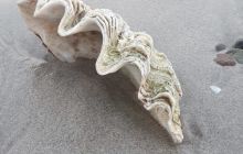 Zdjęcia z wyprawy na Komodo i Bali