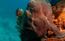 Zdjęcia z wyprawy na Komodo i Bali