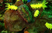 Zdjęcia z wyprawy na Komodo i Bali