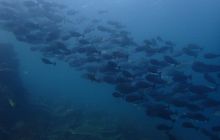 Zdjęcia z wyprawy na Komodo i Bali