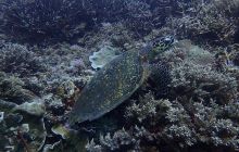 Zdjęcia z wyprawy na Komodo i Bali