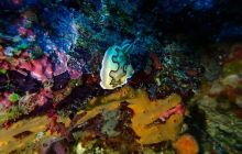 Zdjęcia z wyprawy na Komodo i Bali