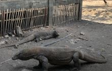 Zdjęcia z wyprawy na Komodo i Bali