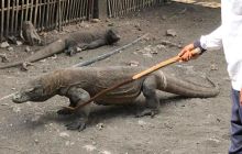 Zdjęcia z wyprawy na Komodo i Bali