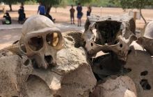 Zdjęcia z wyprawy na Komodo i Bali