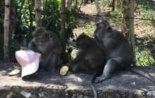 Zdjęcia z wyprawy na Komodo i Bali