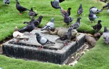 Zdjęcia z Galapagos 