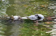 Zdjęcia z Galapagos 