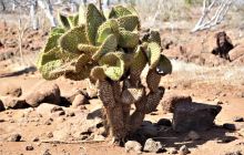 Zdjęcia z Galapagos 