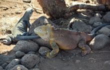 Zdjęcia z Galapagos 