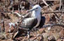 Zdjęcia z Galapagos 