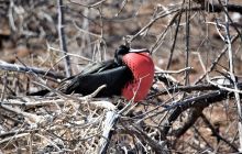 Zdjęcia z Galapagos 