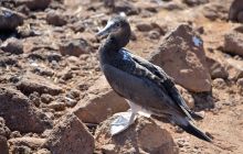 Zdjęcia z Galapagos 