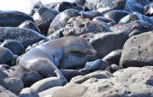 Zdjęcia z Galapagos 